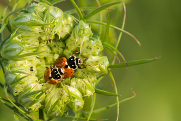 Two Ladybugs Mating Inside a Flower in Mid-Summer