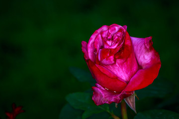 Fragrant Rose in Full Blossom