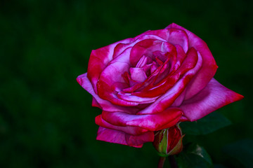 Fragrant Rose in Full Blossom