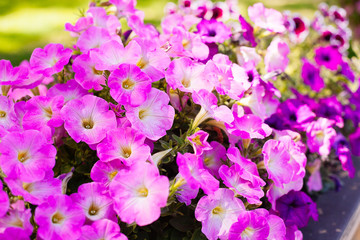 Beautiful pink petunia flowers (Petunia hybrida) in garden