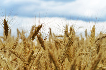 Fototapeta premium Wheat field in the summer