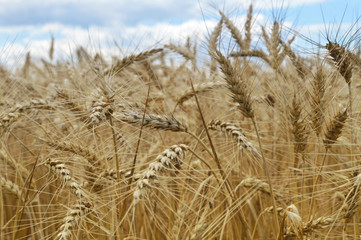 Golden wheat field