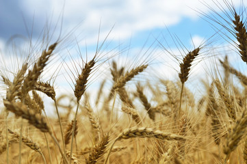 Wheat field