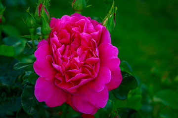 Fragrant Rose in Full Blossom