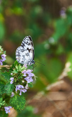 Morning Macro Butterflies