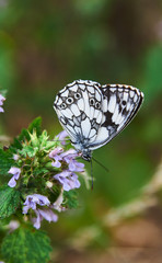 Morning Macro Butterflies