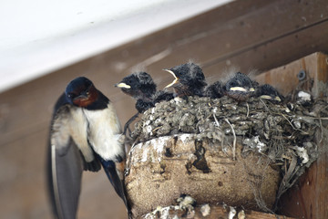子育て中のツバメ　