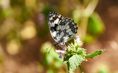 Morning Macro Butterflies