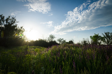 The Ukrainian landscape