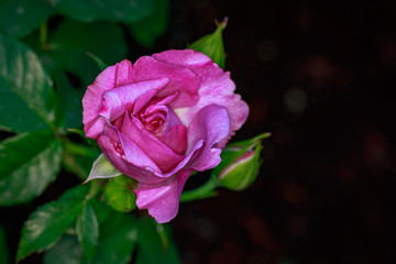 Fragrant Rose in Full Blossom