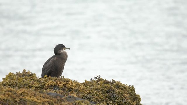 Un cormoran assis sur un rocher / A cormorant sits on a rock