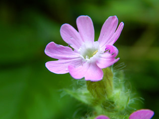 bright colorful summer flowers