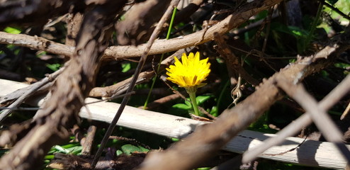L&ouml;wenzahn im Totholz