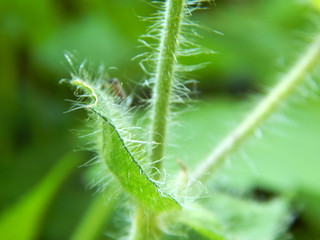 colorful summer flowers