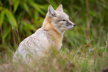 Obraz premium Fuchs 
