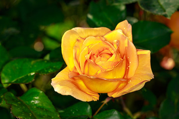 Fragrant Rose in Full Blossom