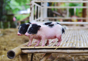 pig small body dwarf pigs miniature © sompong_tom