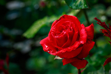 Fragrant Rose in Full Blossom