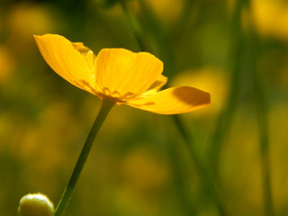 bright colorful summer flowers