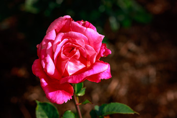 Fragrant Rose in Full Blossom