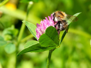 bright butterfly on a colorful summer flower