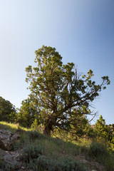 Obraz premium Juniperus in Hezar Masjed Mountains, Khorasan, Iran