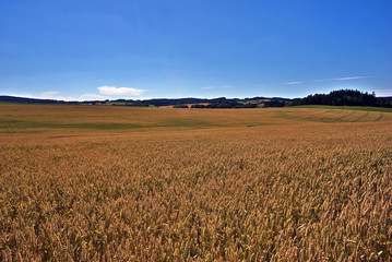 Wheat field before harvest