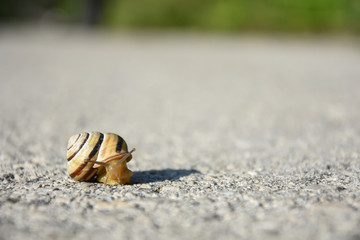 Snail crawling on the asphalt road. Burgundy snail, Helix, Roman snail, edible snail or escargot crawling