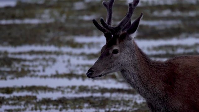 Un jeune cerf dans un lac / A juvenile deer on a lake