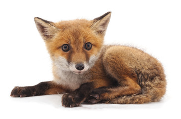 Little red fox.