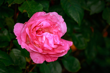 Fragrant Rose in Full Blossom
