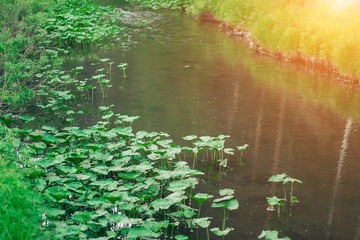 Beautiful nature background, river and grass, beach in summer.