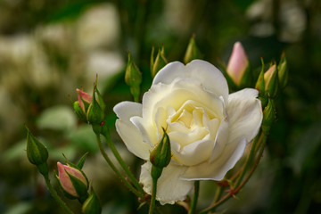 Fragrant Rose in Full Blossom
