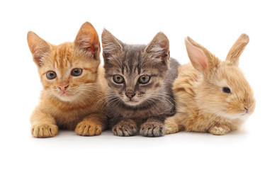 Obraz premium Cats and rabbit.