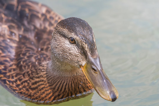 Female Mallard Duck Close Up.