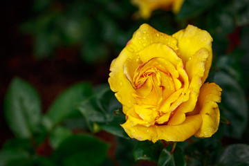 Fragrant Rose in Full Blossom
