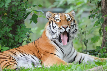 Tiger Zunge raus