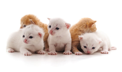 Fototapeta na wymiar Five small cats.