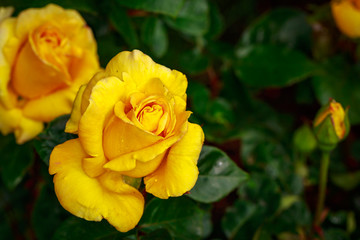 Fragrant Rose in Full Blossom