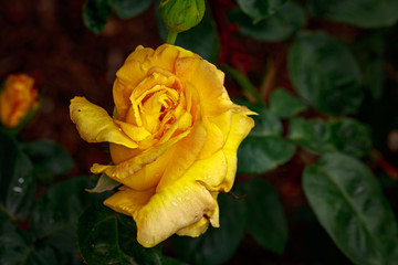 Fragrant Rose in Full Blossom