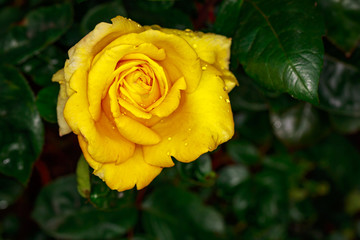 Fragrant Rose in Full Blossom