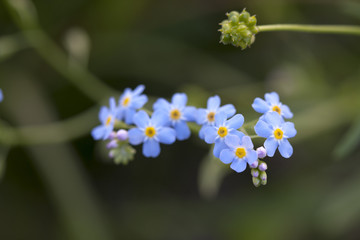 myosotis sylvatica portrait inflorescence of forget-me-not