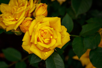 Fragrant Rose in Full Blossom