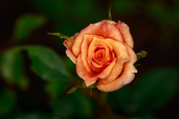 Fragrant Rose in Full Blossom
