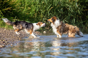 Rangordnung und Rudelverhalten bei Hunden, Sozialisierung beim Spaziergang