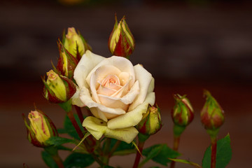 Fragrant Rose in Full Blossom