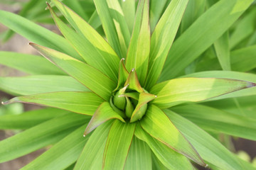 Obraz premium sprouting lily