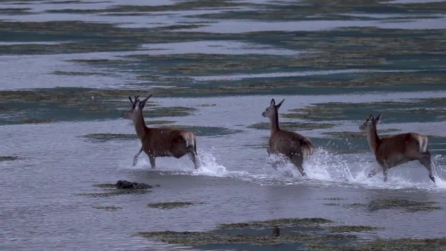 Un cerf et ses biches courent dans un lac / A deer and hints running in a loch