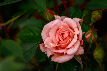 Fragrant Rose in Full Blossom