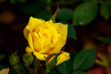 Fragrant Rose in Full Blossom